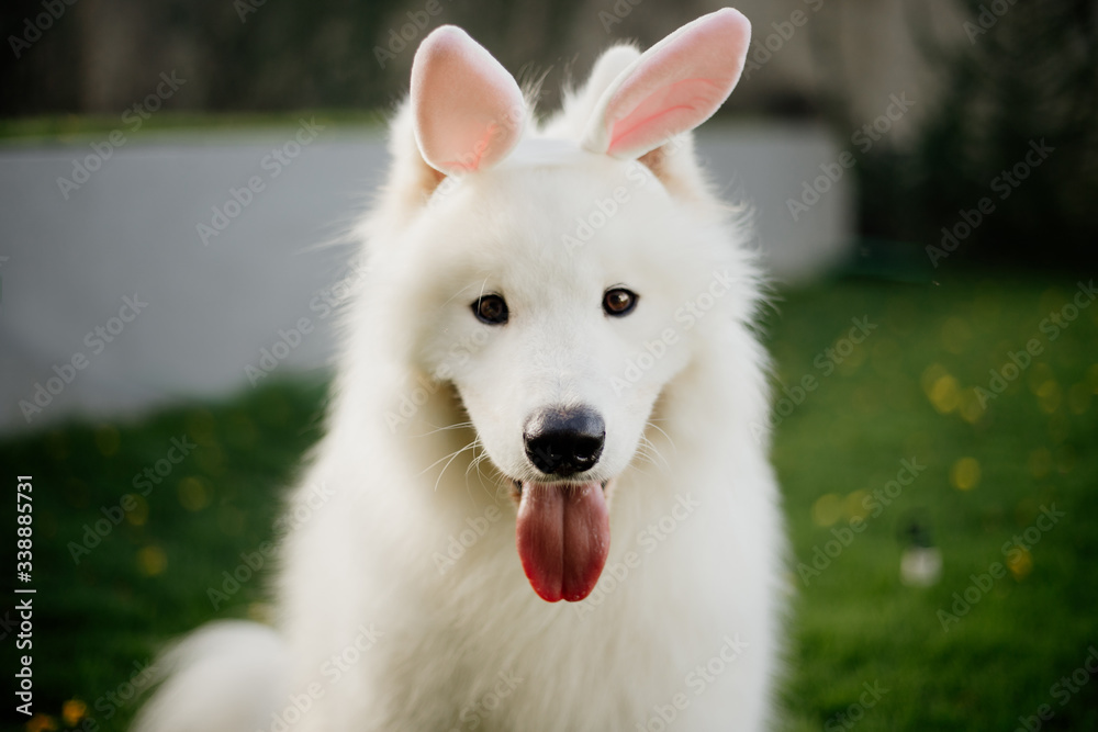 white purebred samoyed dog as easter bunny white purebred samoyed dog as easter bunny