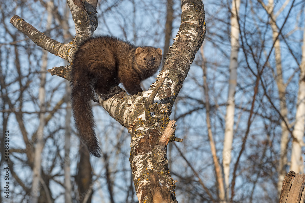 Fisher (Martes pennanti) Hunched Up in Tree Winter