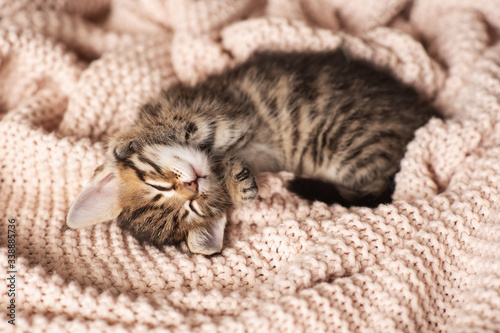 Cute little red kitten sleeps on fur white blanket © Ксения Овчинникова
