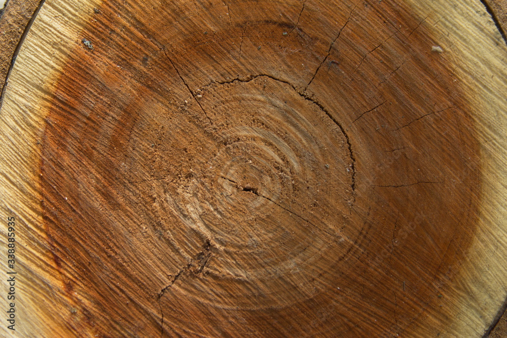 Naklejka premium large tree slice texture photo