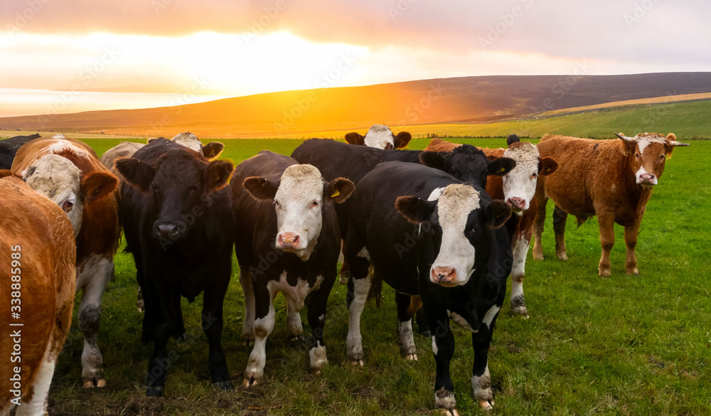 A herd of cows looking at the camera in Orkney countryside at sunset