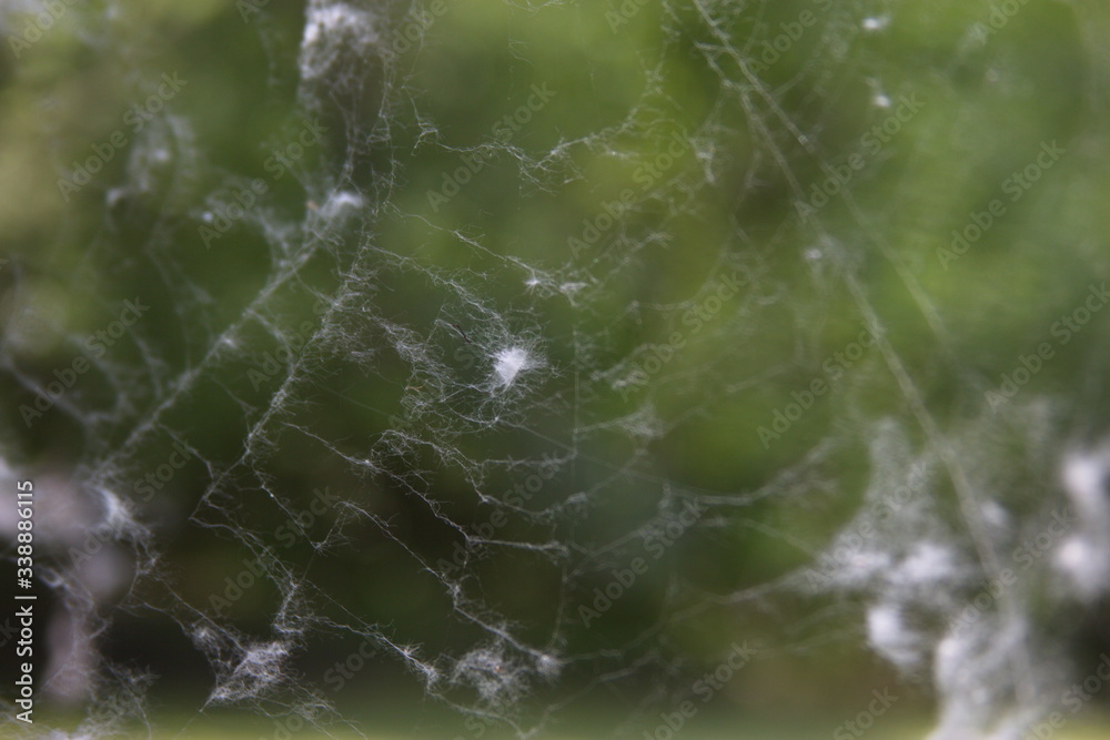 spider web with white fluff on a background of green nature, texture photo