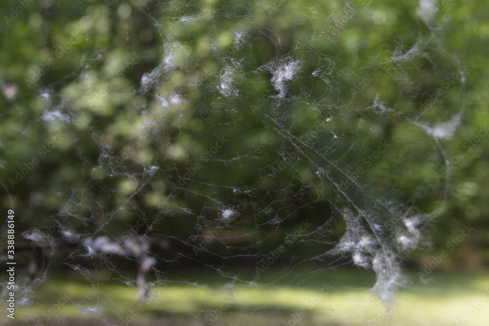 spider web with white fluff on a background of green nature, texture photo
