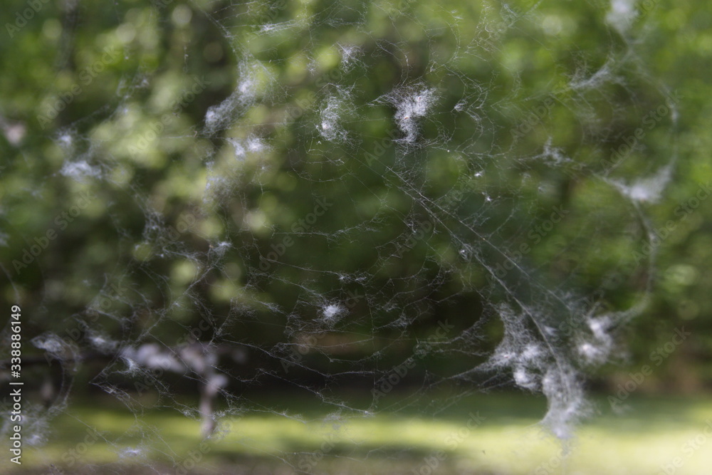 spider web with white fluff on a background of green nature, texture photo spider web with white fluff on a background of green nature, texture photo