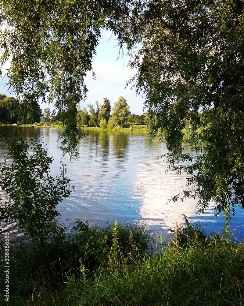 willow tree lake