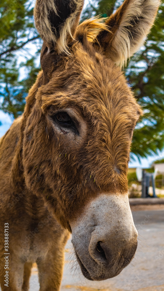 Wild Grand Turk donkeys roaming around the north end of the island looking for a snack from tourists. Wild Grand Turk donkeys roaming around the north end of the island looking for a snack from tourists.