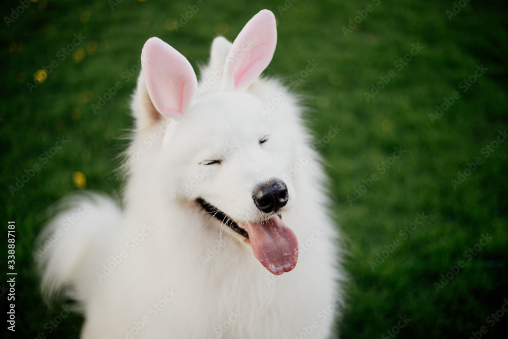 white purebred samoyed dog as easter bunny 