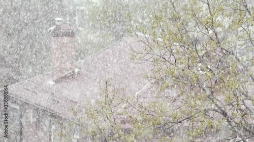 Snow falls on the blossoming leaves on the branches of an oak tree against the background of the roof of the house. Snowflakes on a background of nature. Slow motion. Natural landscape