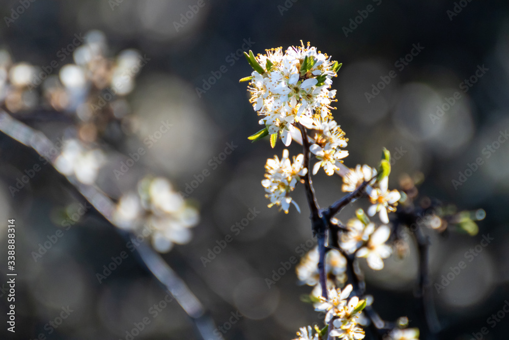 Blackthorn tender white light spring flowers bloom with dark contrast bokeh blurred background. Sunny light natural blossom macro close-up foliage wallpaper Blackthorn tender white light spring flowers bloom with dark contrast bokeh blurred background. Sunny light natural blossom macro close-up foliage wallpaper