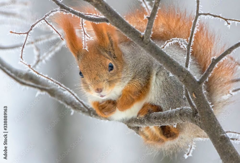 squirrel in the snow squirrel in the snow
