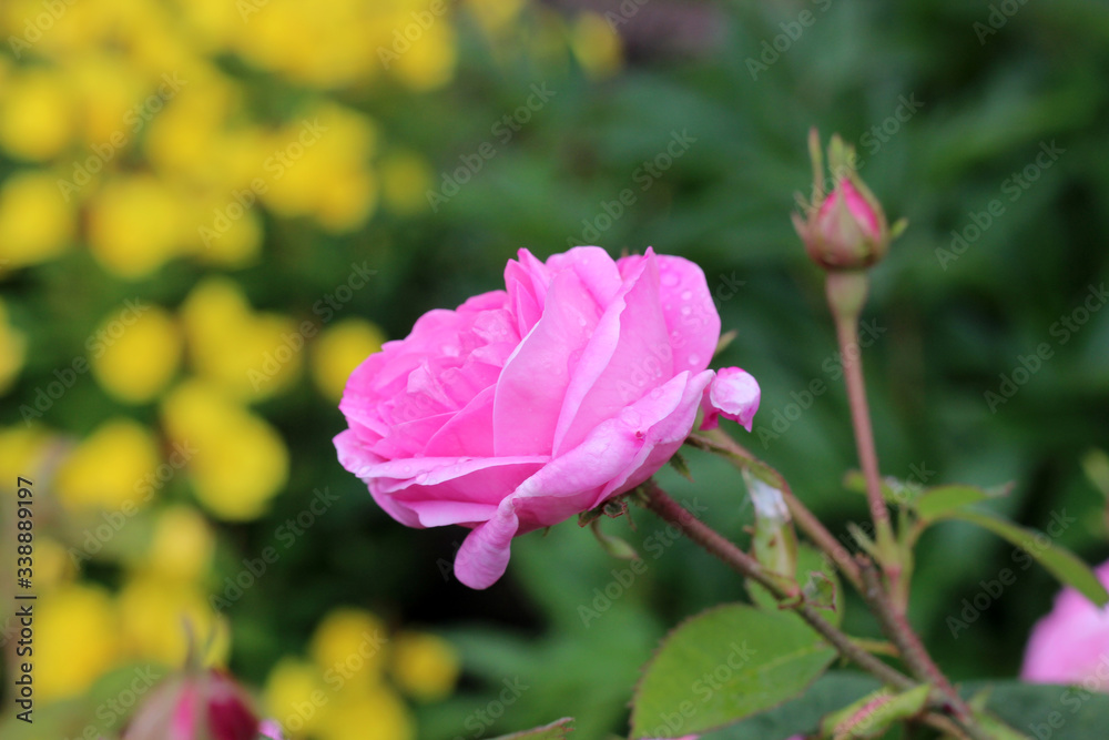 pink garden rose with water drops.