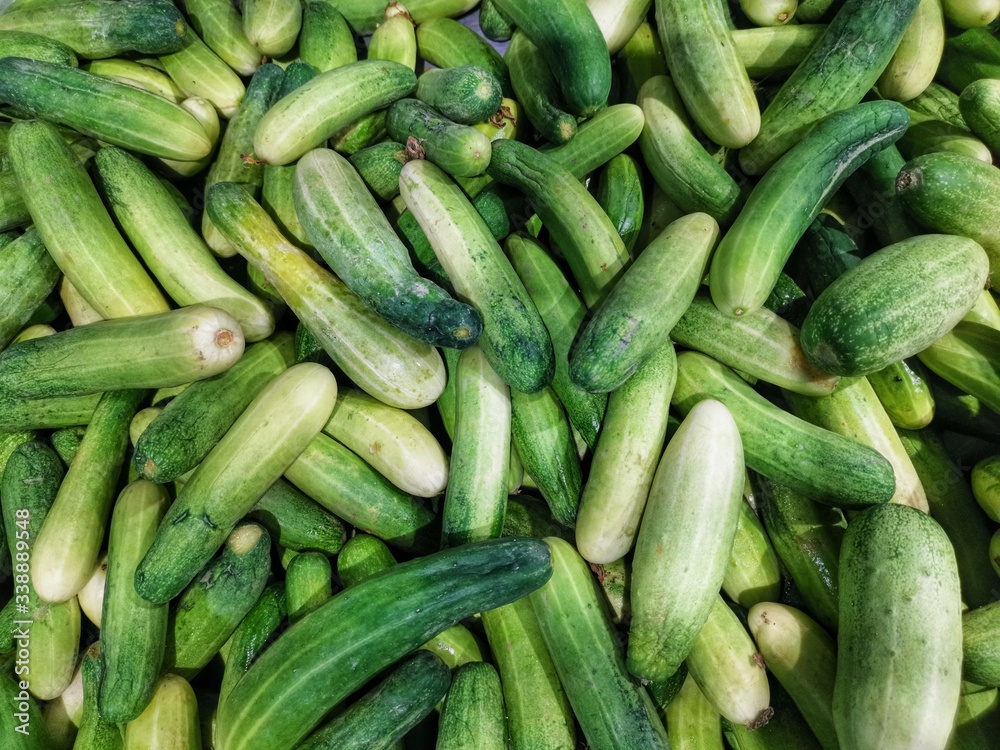 Plenty of cucumbers laid for the market. Plenty of cucumbers laid for the market.