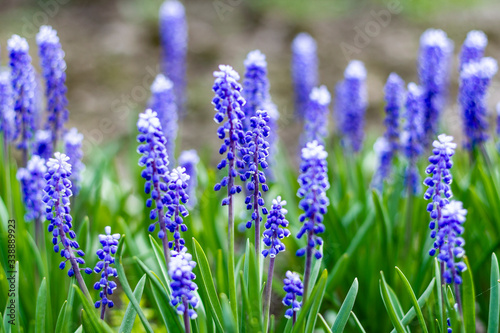 Blue Muscari flowers close up. A group of Grape hyacinth blooming in the spring. Сloseup with selective focus.