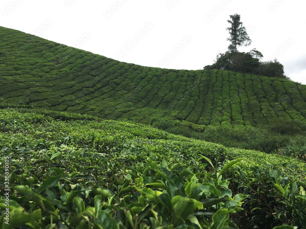 Fototapeta premium Campo de té