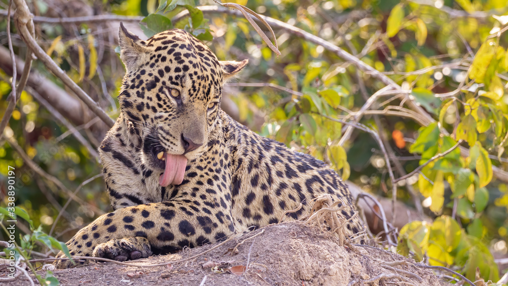 Fototapeta premium Jaguar licking it's fur