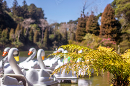 Cisnes no Lago Negro em Gramado. Ponto turístico do Rio Grande do Sul.  photo