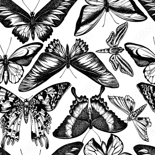 Seamless pattern with black and white wallace's golden birdwing, ambulyx moth, white-banded hunter hawkmoth, madagascan sunset moth, emerald swallowtail, rajah brooke's birdwing, swallowtail butterfly photo