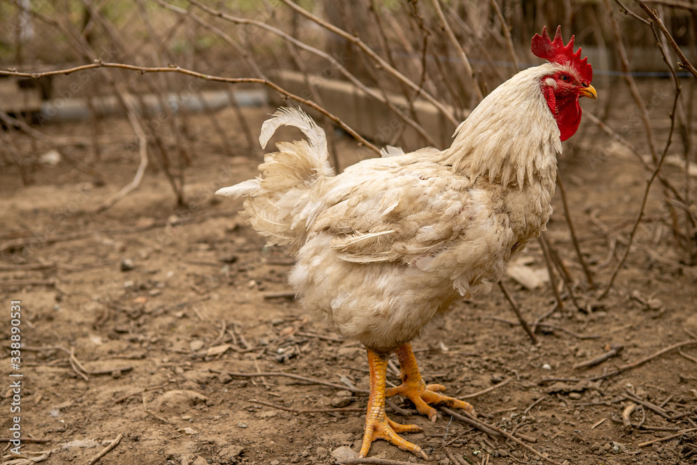 Fototapeta premium White rooster in a rural courtyard in early spring
