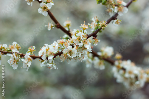 Flowering cherry plum. Branch with white flowers. Springtime