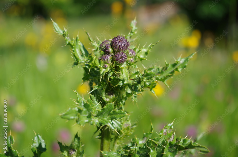 Purple thistle in bright sunlight ready to flourish Purple thistle in bright sunlight ready to flourish