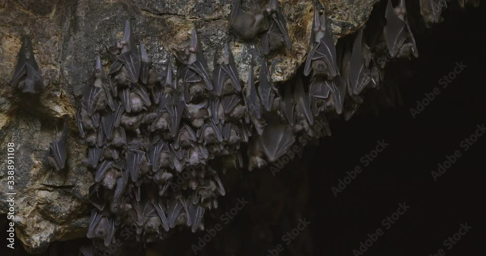 Great shot of a colony of fruit bats hanging upside inside a cave ...