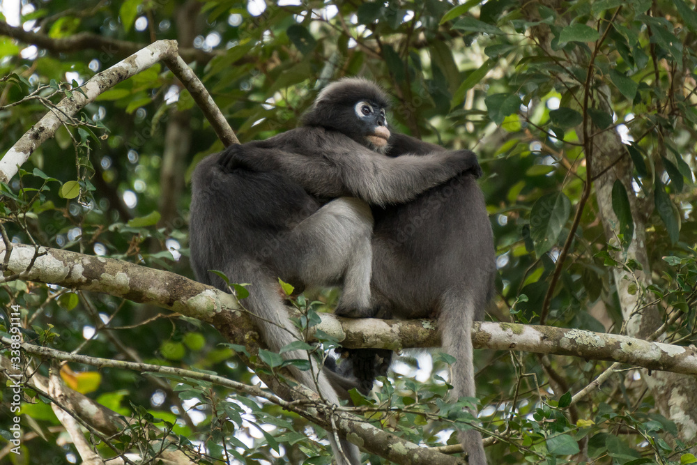 Dusky Langurs hugging in Kaeng Krachan National Park