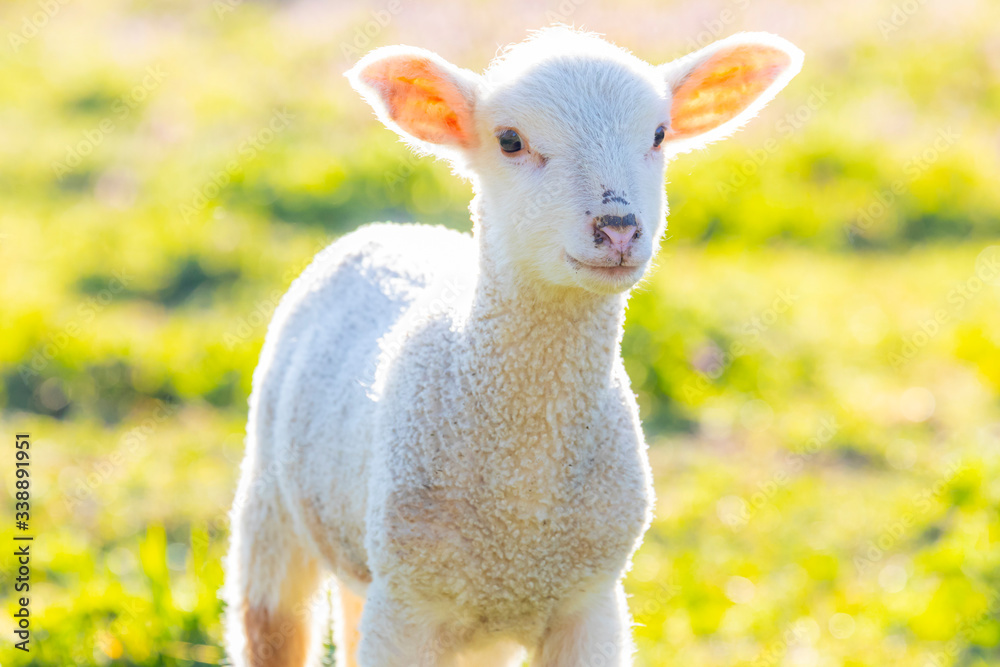 Fototapeta premium Young cute lamb on fresh spring meadow, closeup