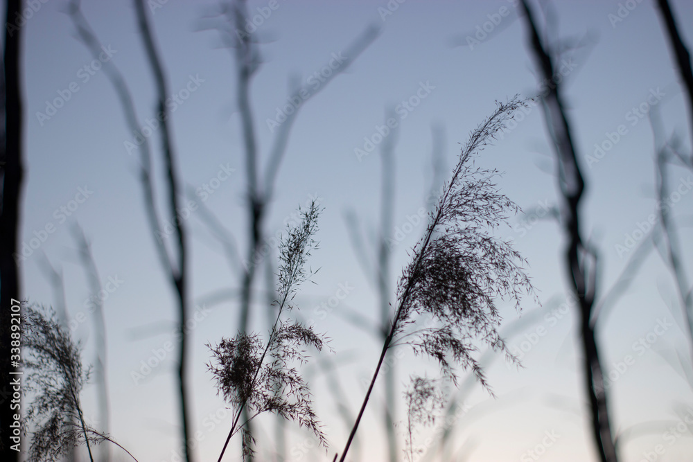 sunset in wild nature
sunset in wild nature