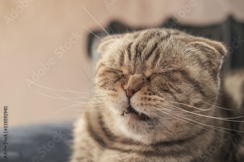 Принти на полотні Cute cat Scottish Fold is about to sneeze, so she has a wrinkled nose and a funny muzzle