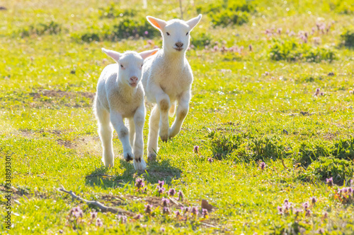 A pair of cute lambs running on fresh spring pasture