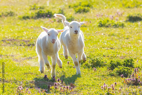 A pair of cute lambs running on fresh spring pasture