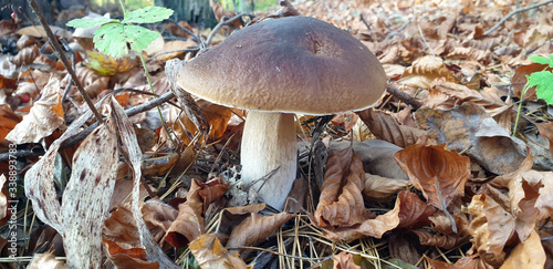 Konstfotografi Grzyb naturalnie w lesie