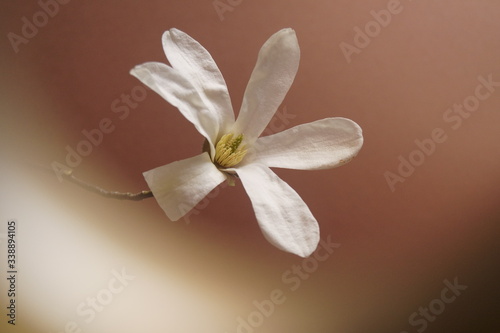 Beautiful flower - White magnolia, Magnolia salicifolia