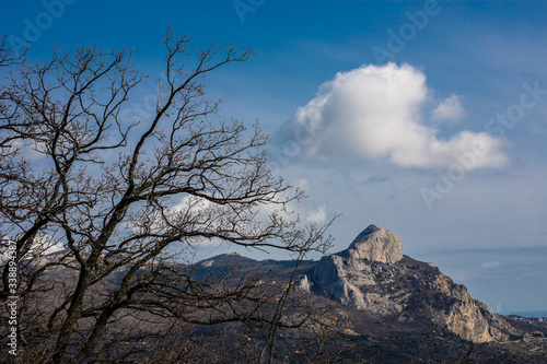 tree in the mountains