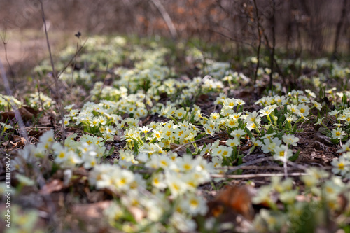 moss
