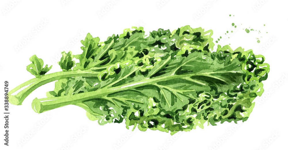 Green kale salad leaf vegetable. Watercolor hand drawn illustration, isolated on white background Green kale salad leaf vegetable. Watercolor hand drawn illustration, isolated on white background