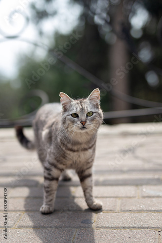 cat on the fence