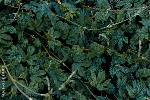 succulent bright green leaves  leaf close-up  texture leaves  background of green leaves