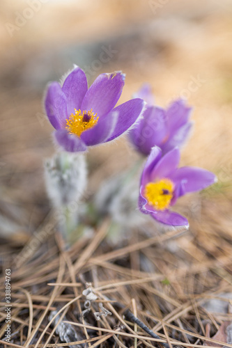 spring crocus flowers