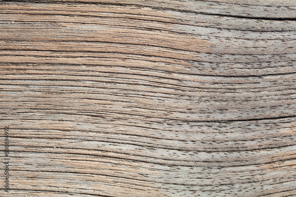 textura madera macro
wood texture textura madera macro
wood texture