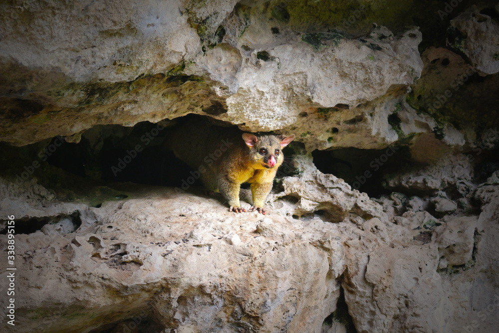 Fototapeta premium Wild common brushtail possum in the caves of Umpherston Sinkhole in Mount Gambier, Australia