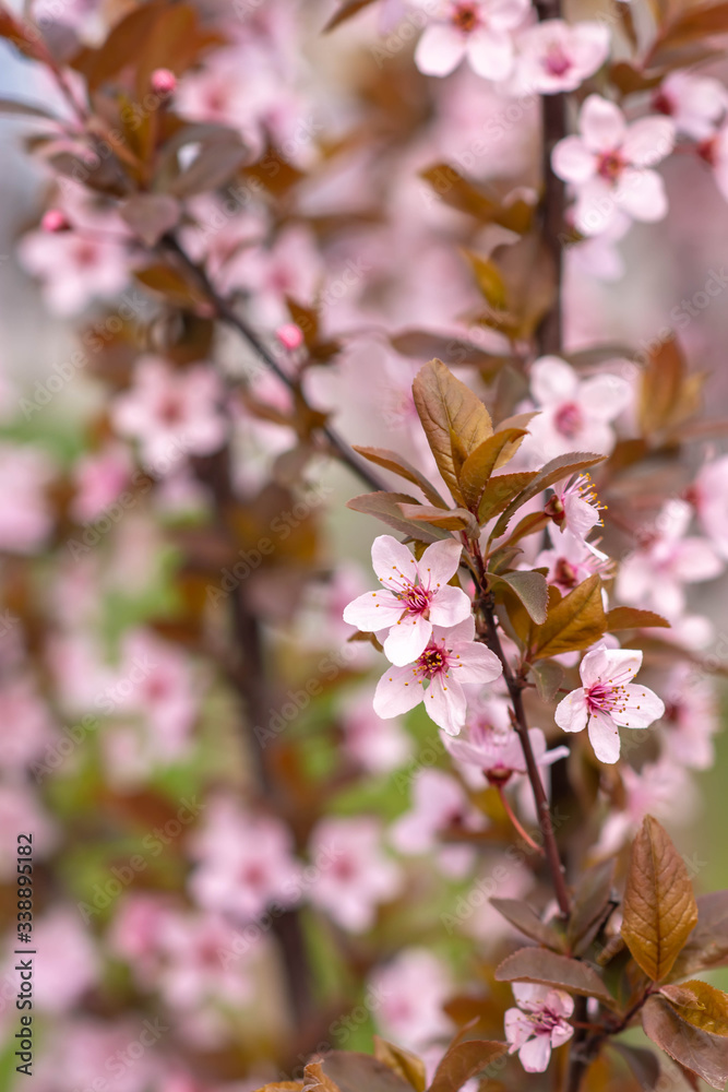 Obraz premium pink cherry blossom in spring