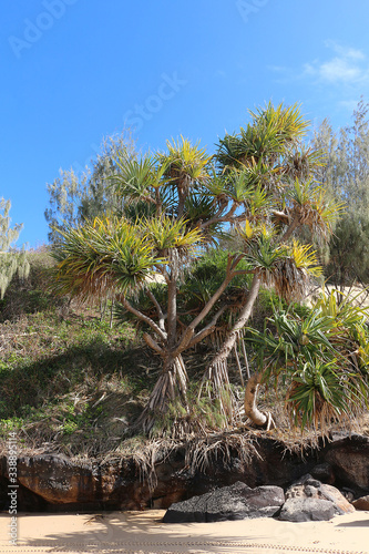 Thatch or Tahitian screwpine (Pandanus tectorius) growing at Rainbow Beach in Queensland, Australia photo