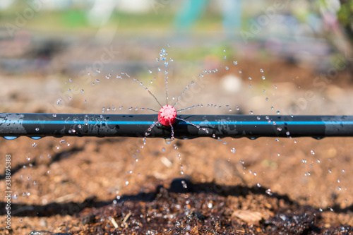 Sprinkler systems, drip irrigation, watering lawns. Drip Irrigation System Close Up. Water saving drip irrigation system being used in a organic onions field