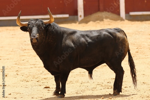 spanish bull in the bullring