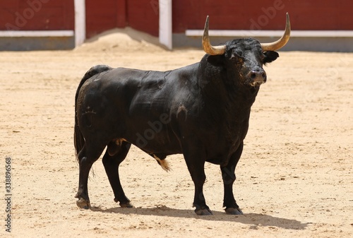 spanish bull in the bullring