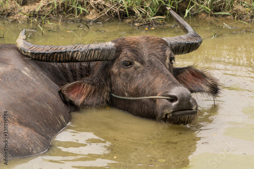 Waterbuffalo, Bilu Island, Myanmar