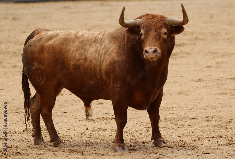 spanish bull in the bullring