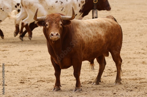 spanish bull in the bullring