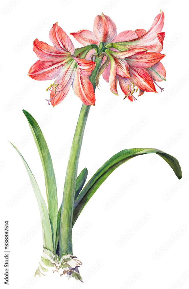 custom made wallpaper toronto digitalWatercolor on white: Pink hippeastrum (amaryllis)